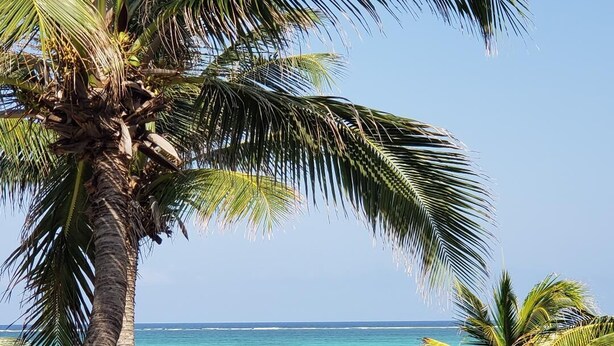 Una playa con palmeras y agua cristalina.