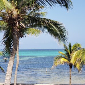 Uma praia com palmeiras e água azul cristalina.