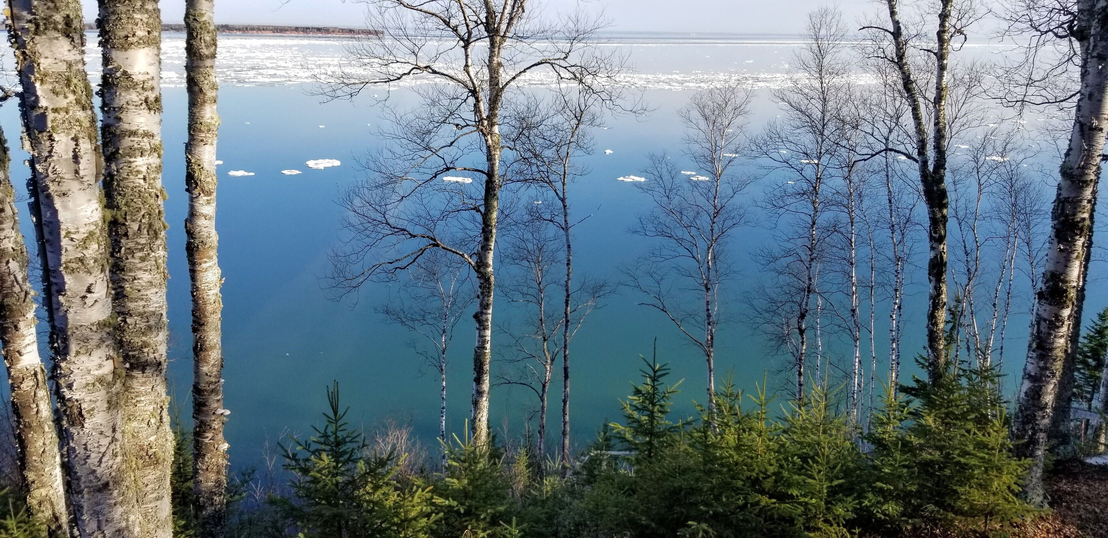 Ein bewaldetes Gebiet mit Birken und einem See im Hintergrund.