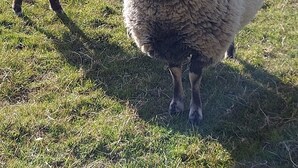 A sheep standing in a grassy field. - Self catering B&B or short holiday let (Saffron Walden)