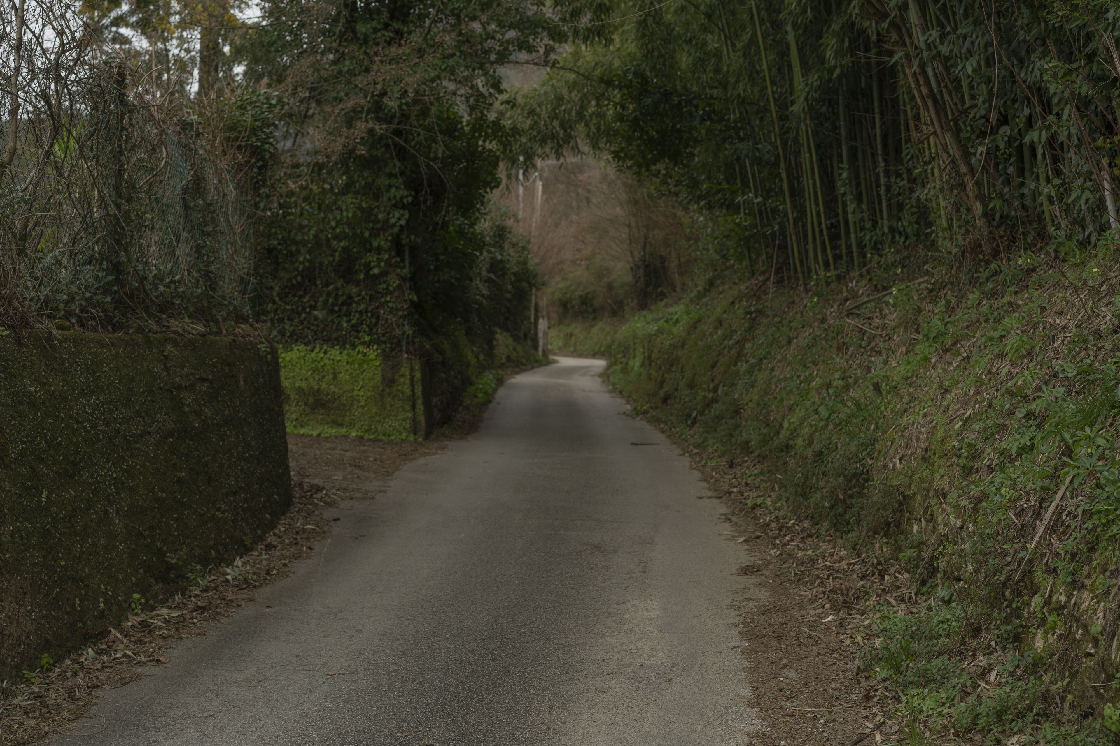 Un camino estrecho y pavimentado bordeado de vegetación densa y una pared de piedra a un lado.