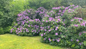 Een tuin met weelderige struiken en bloemenclusters in paars.