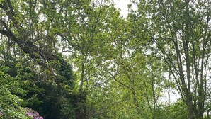 Twee zwarte tuinligbedden op een gazon met paarse bloemen en weelderige groene beplanting op de achtergrond.