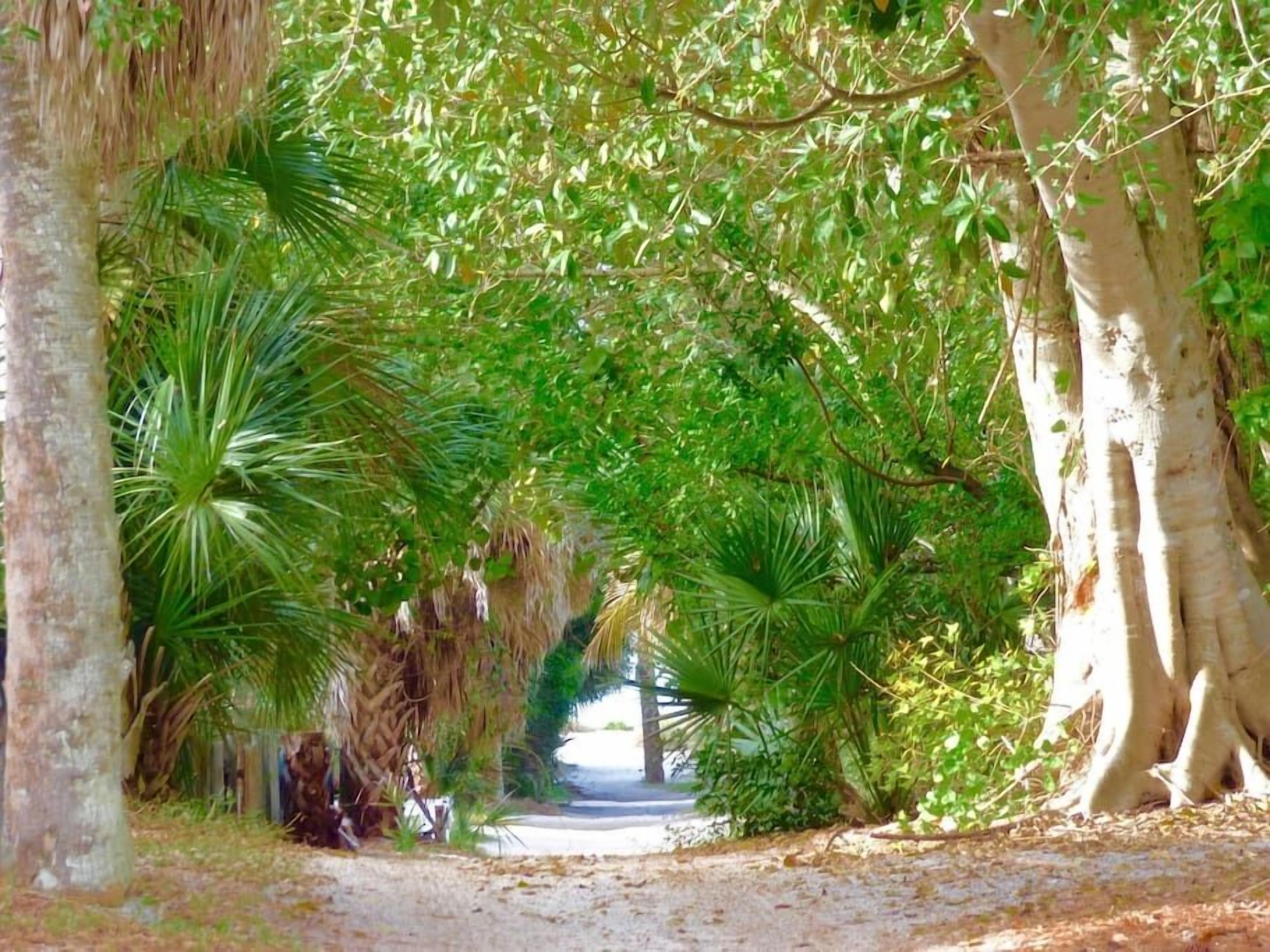 Leafy walkway from the dock to the house and the beach