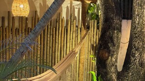 A hammock hanging from a wooden structure, a woven hanging light fixture, and a large tree trunk with a plant growing beside it.