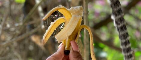 Un lémur en una rama de árbol con un plátano en la mano.
