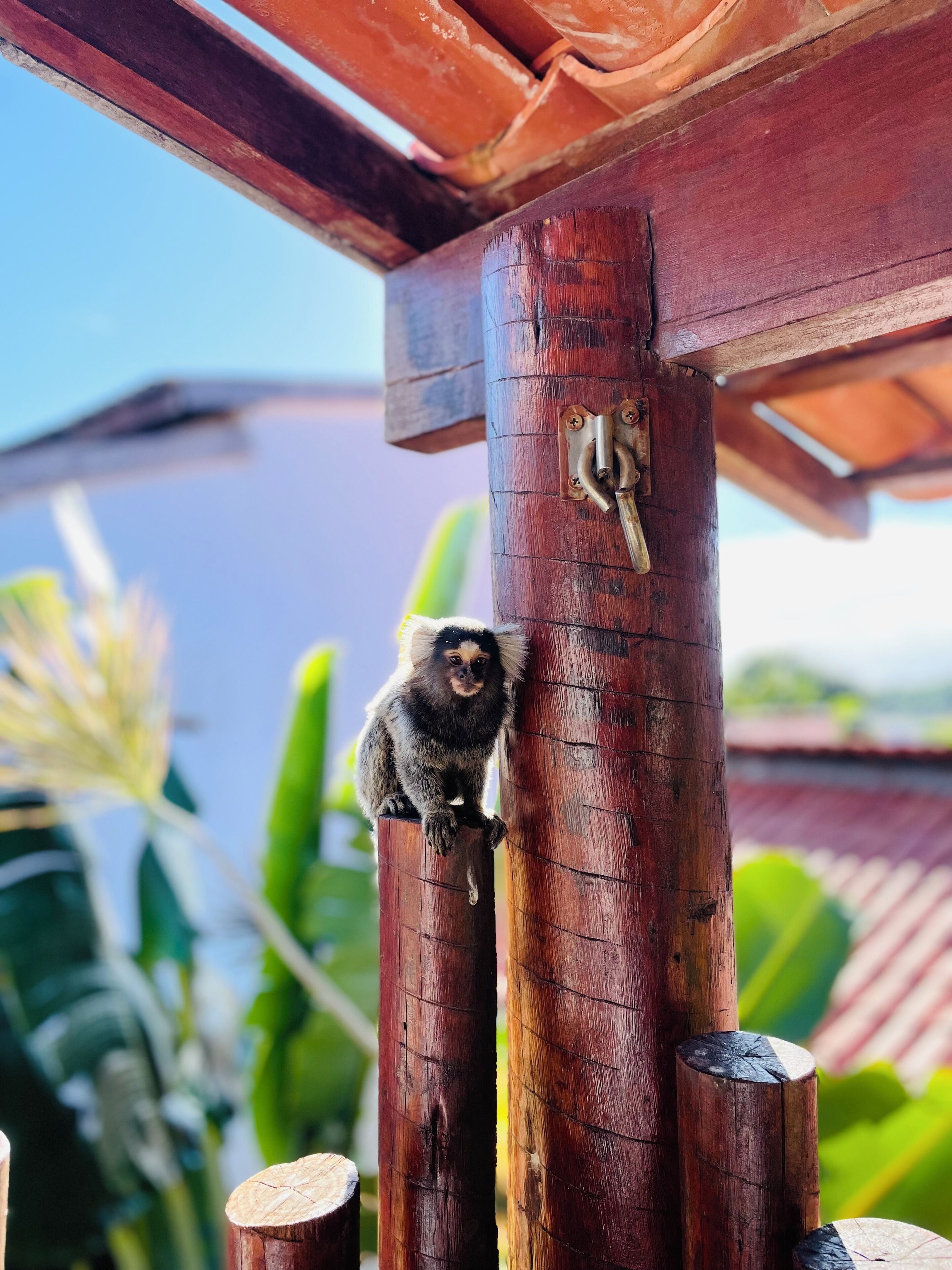 A lemur perched on a wooden post with a metal latch, surrounded by lush greenery.