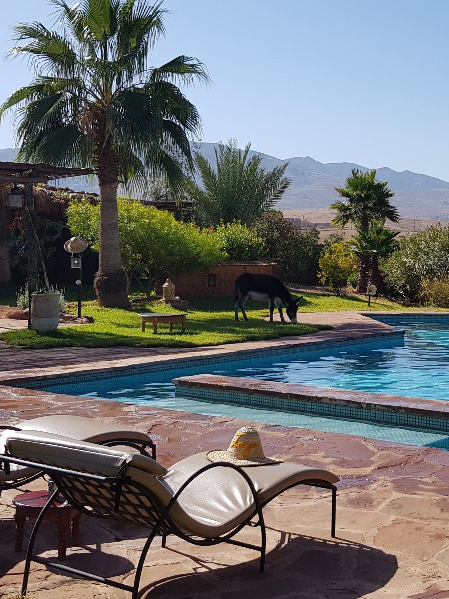 Un área de piscina con sillones de descanso, un caballo pastando cerca y una montaña al fondo.