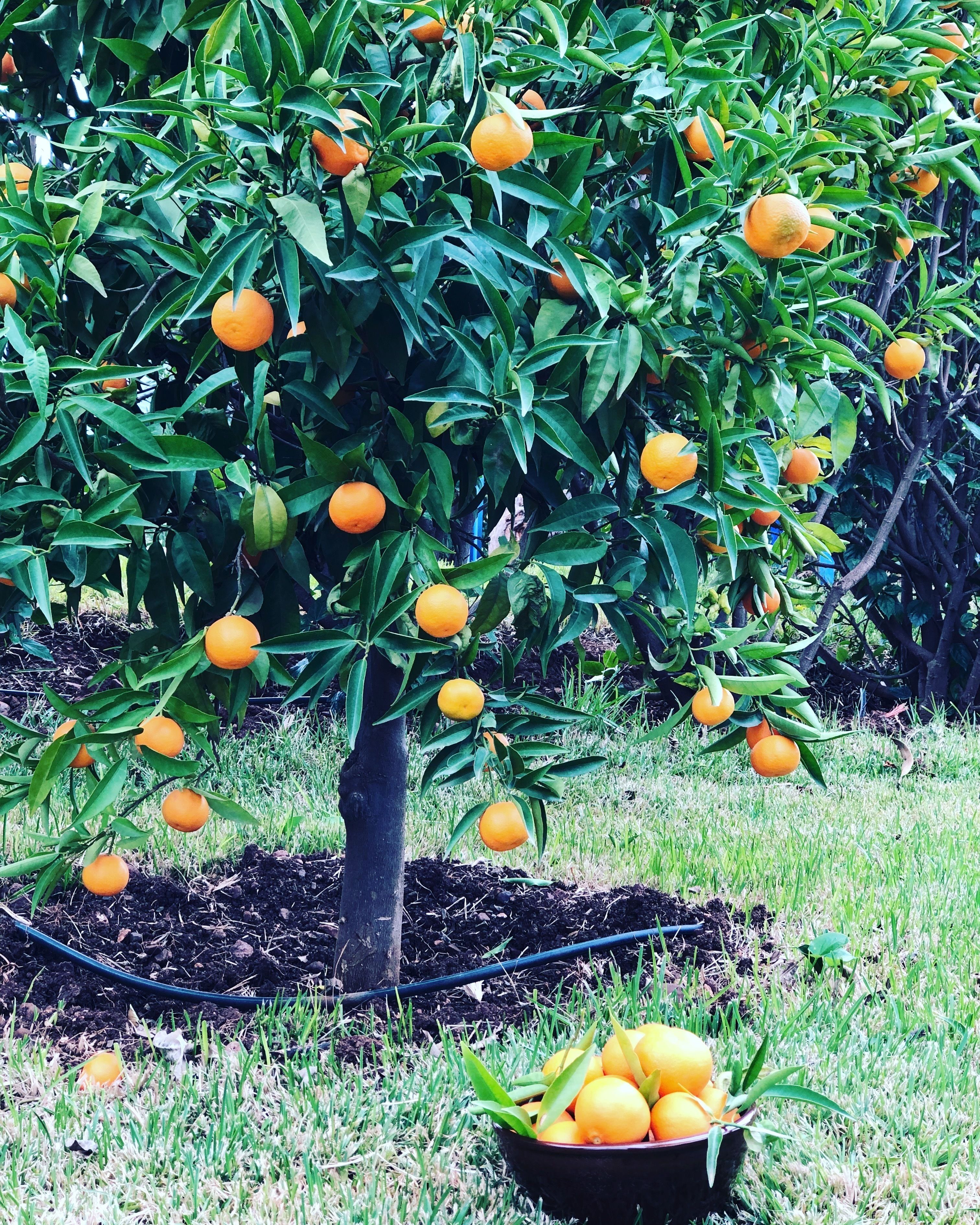 花園