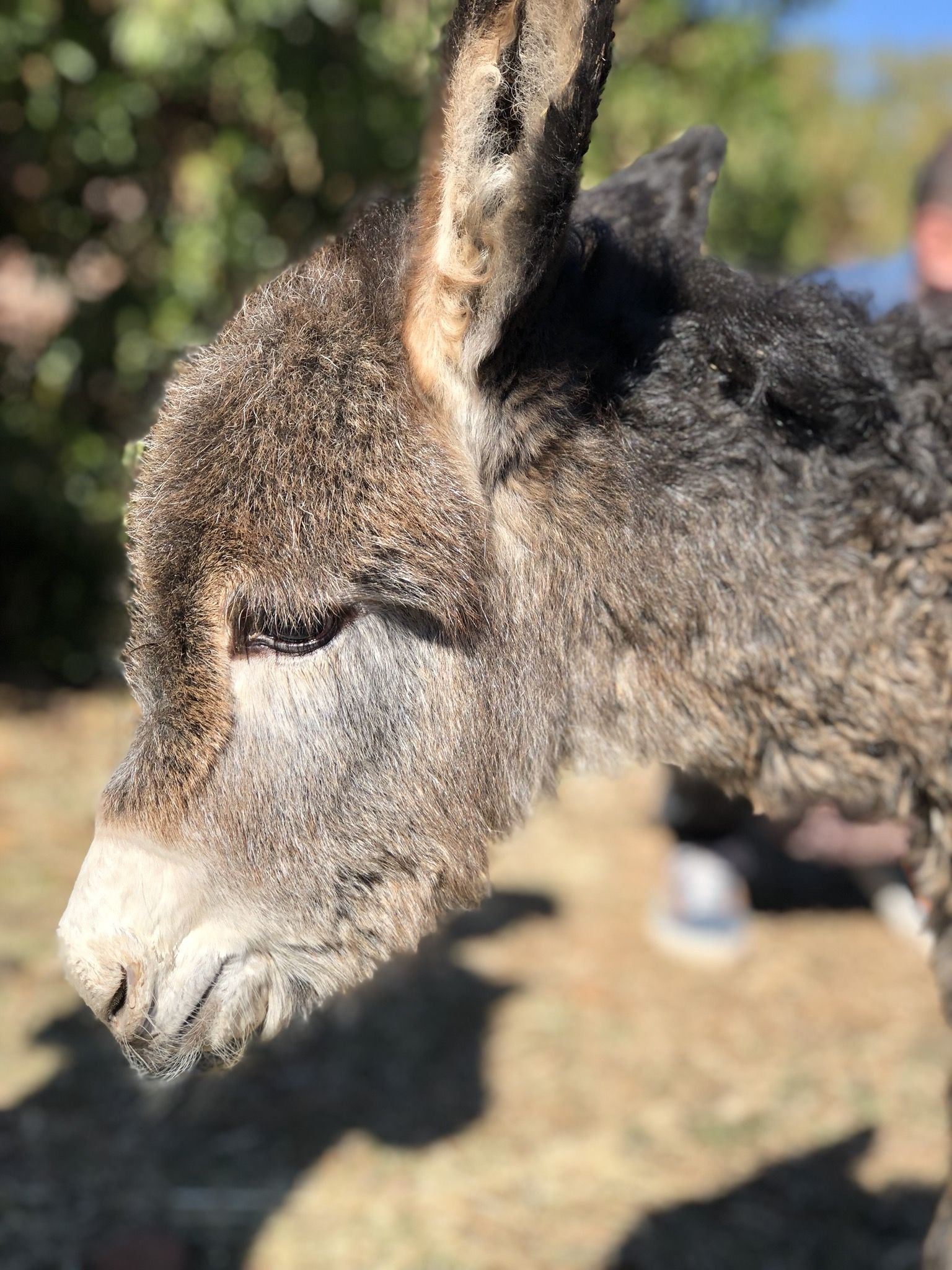 A close-up of a donkey's head with a blurred background.