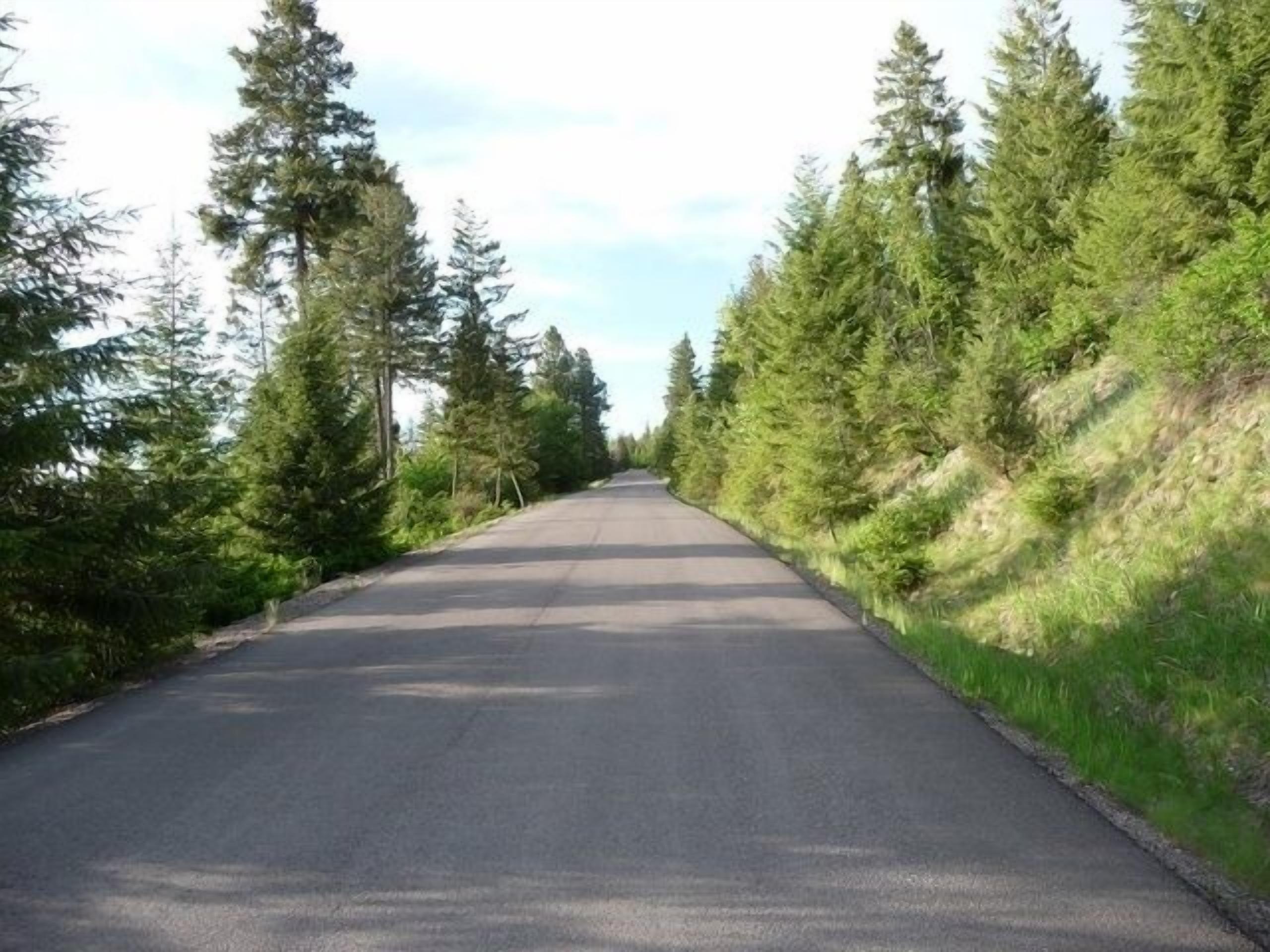 Une route asphaltée bordée d’épais arbres à feuilles persistantes, qui mène à une zone boisée.
