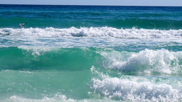 A beach with waves and a seagull. - Crystal Beach Condo Destin FL steps to private beach entrance heated pool🏝️☀️⛱️ (Destin)