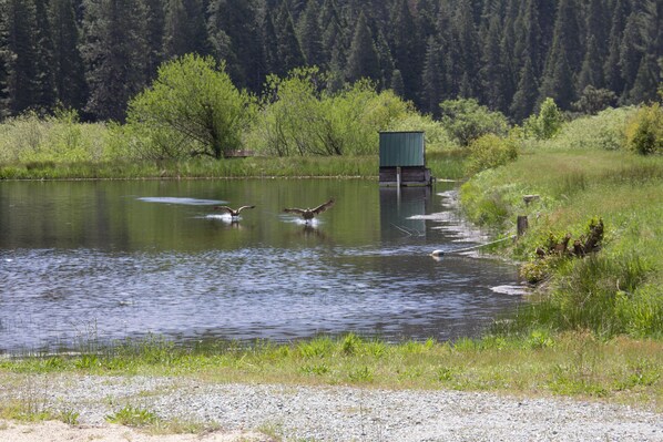 A calm lake with a wooden structure on the right and dense forest in the background.