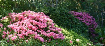 Cloudland - Garden Oasis, the comfort of home