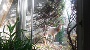 A deer standing outside a window, surrounded by trees and a fence.