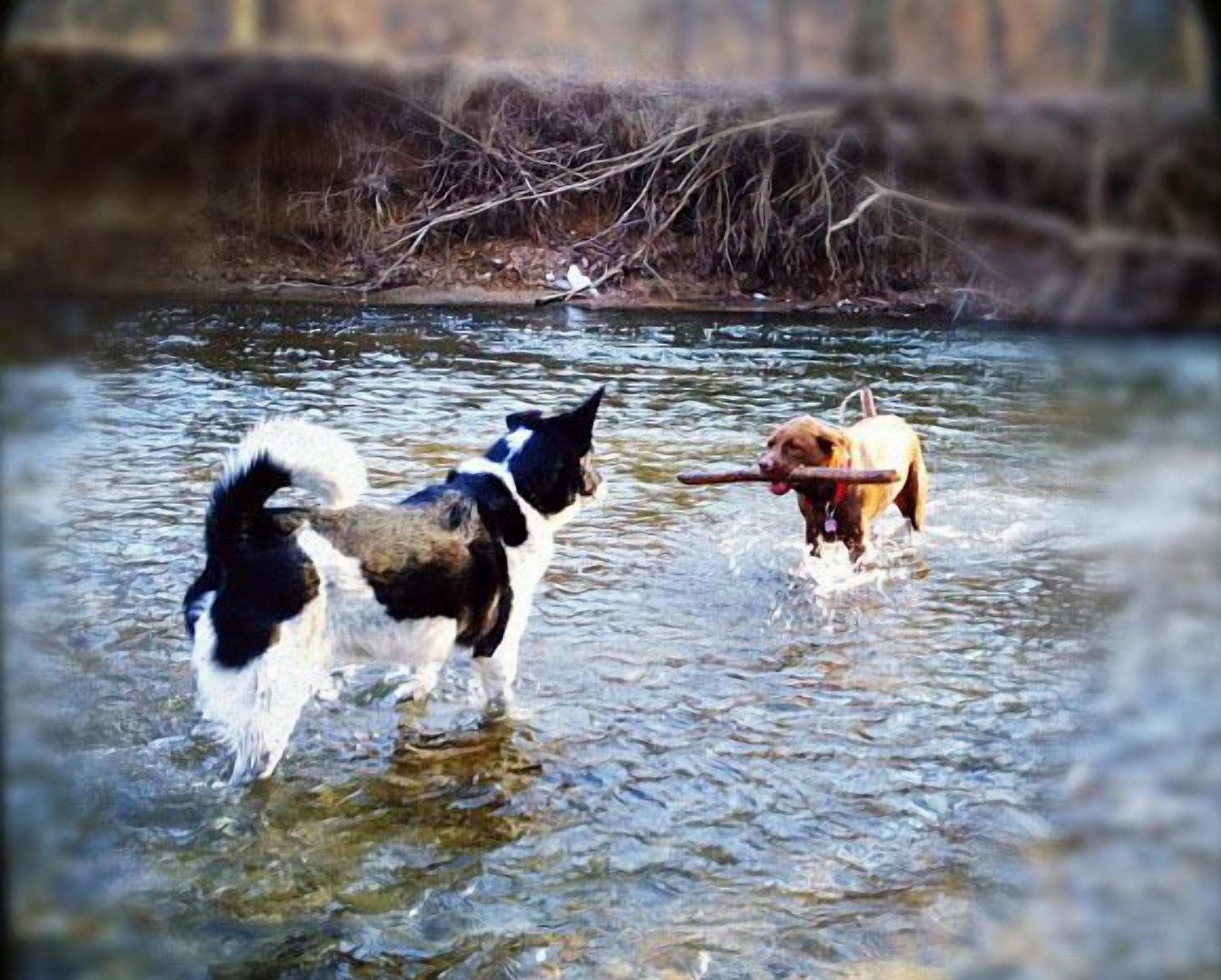 Two dogs playing in a river.