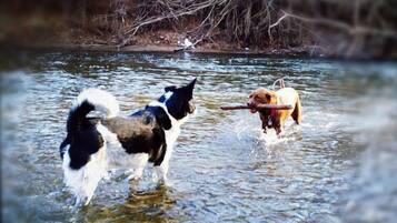 Two dogs playing in a river.