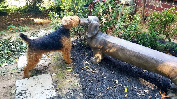 A dog interacting with a statue in a garden area with a brick wall and greenery in the background.