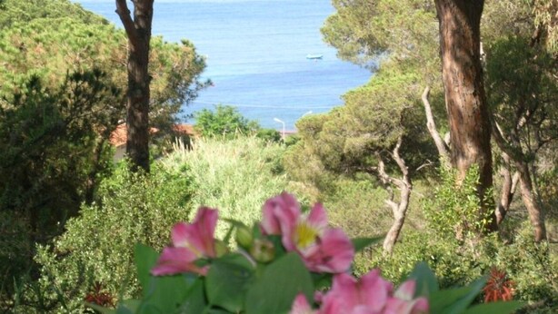 A coastal landscape with trees and a view of the sea. - Silvia A/B - SILVIA B (Capoliveri)