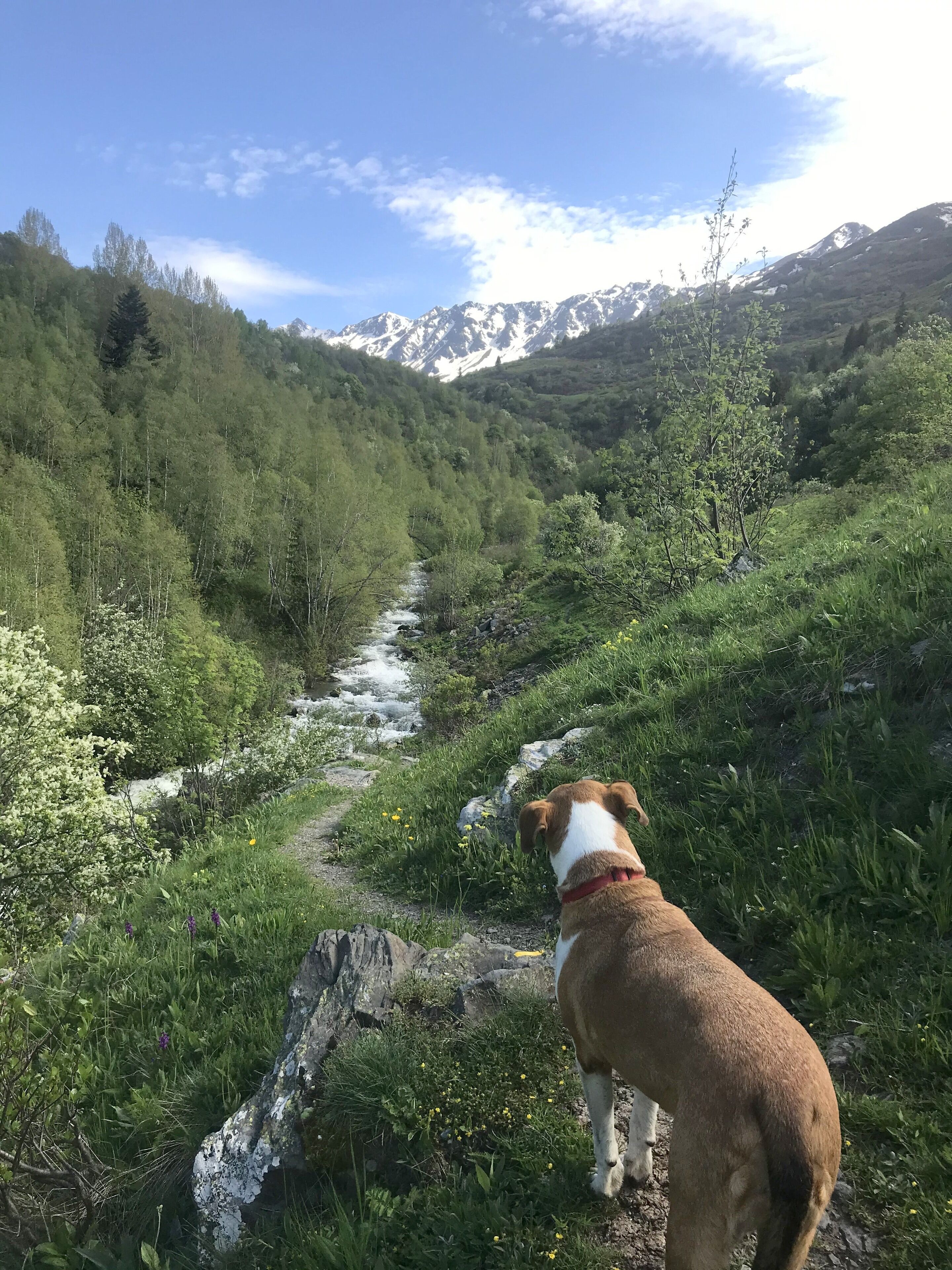Un perro parado en un sendero cubierto de hierba con una cadena montañosa al fondo.