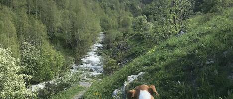 Un perro parado en un sendero cubierto de hierba con una cadena montañosa al fondo.