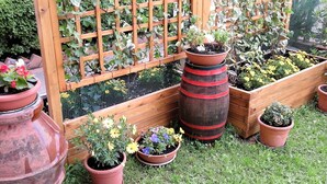 A garden with various potted plants and a wooden trellis structure. - apartment under the hill of San Miniato (san miniato)