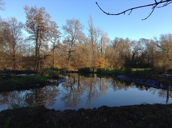 Un étang paisible, entouré d’arbres, dont les reflets se mirent dans l’eau.