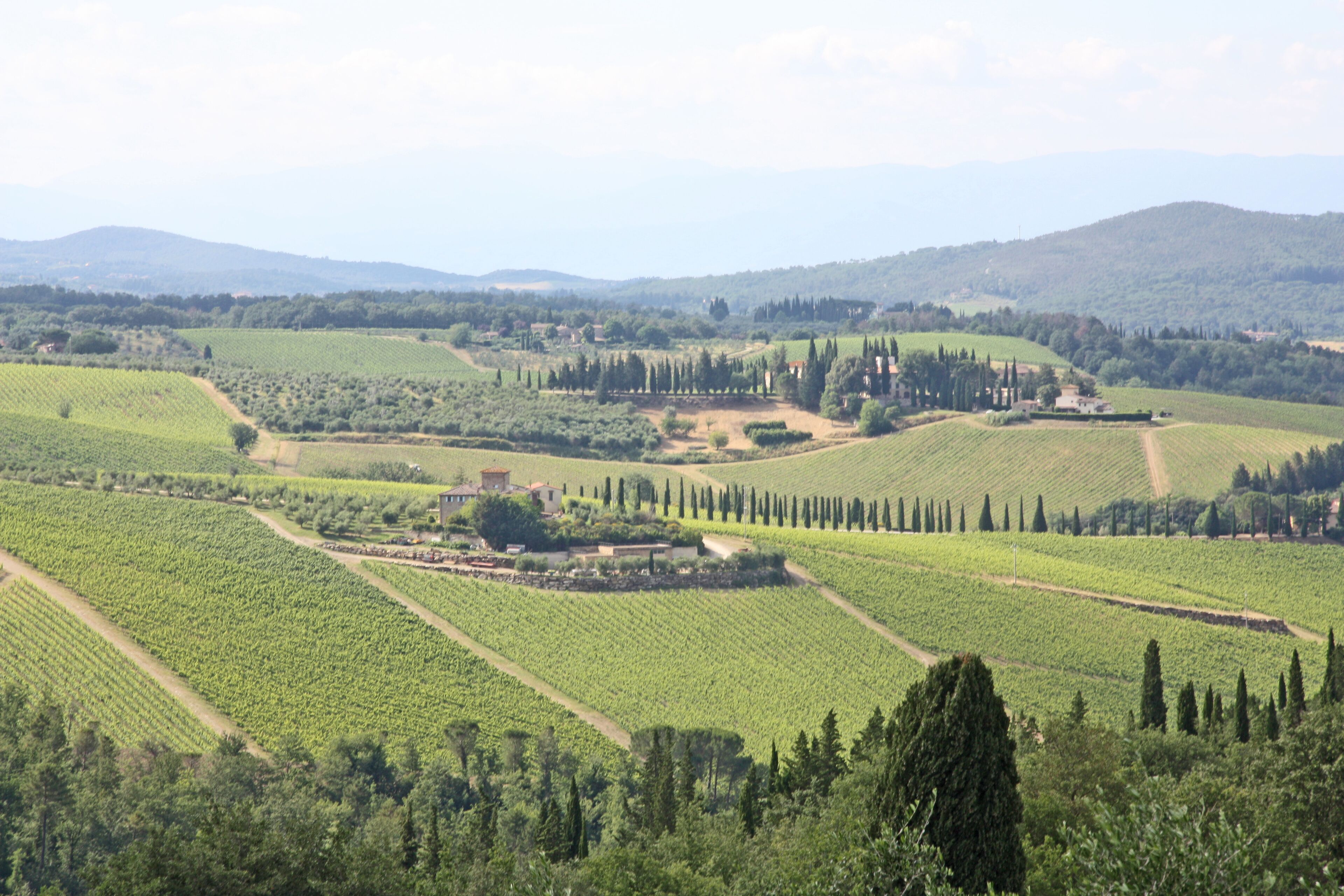 A vineyard landscape with terraced fields and a few buildings.
