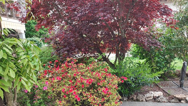 Ein Garten mit verschiedenen Pflanzen und einem gepflasterten Weg.