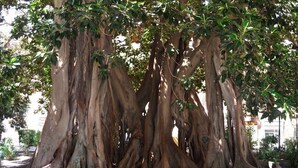 A large tree with extensive roots and dense foliage. - Apart. RIVERA II, location in Old town and only 10 minutes the beach. (Alicante)