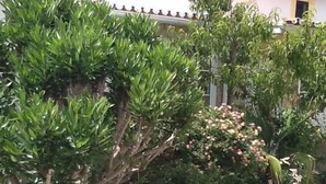 Un jardín con diversas plantas y rocas.