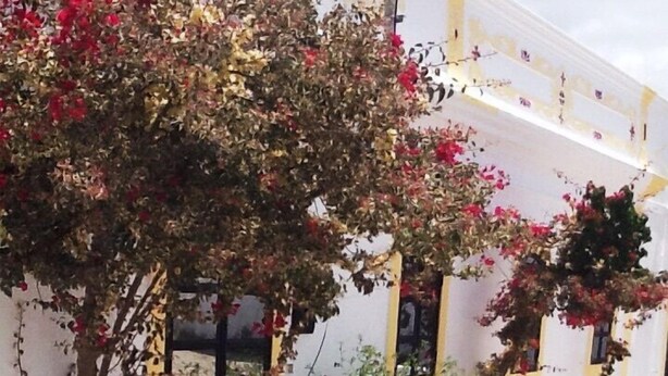 Un patio con paredes blancas, plantas en macetas y una zona de estar con mesas y sillas.