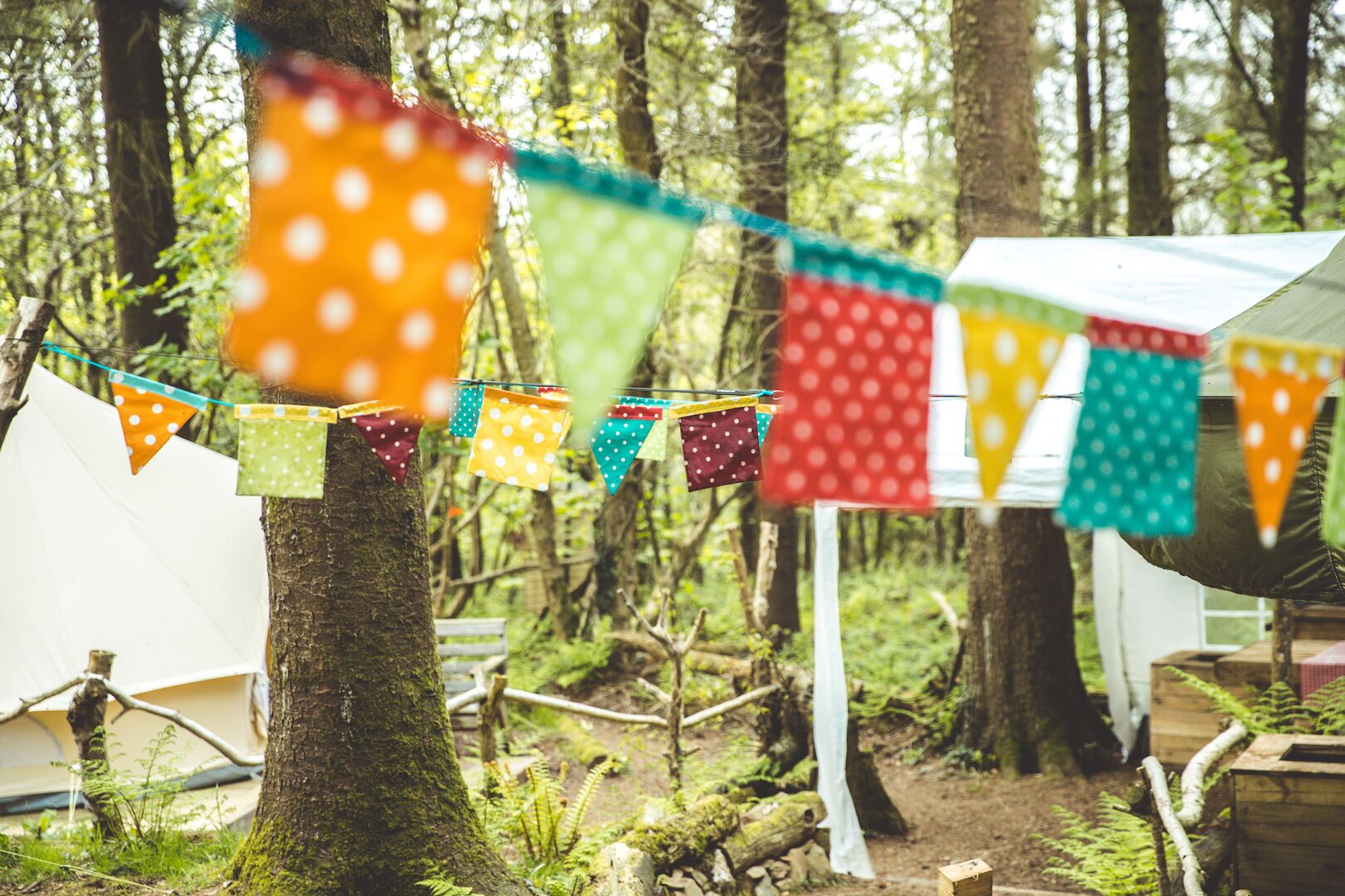 A campsite with a tree and a tent in a forest.