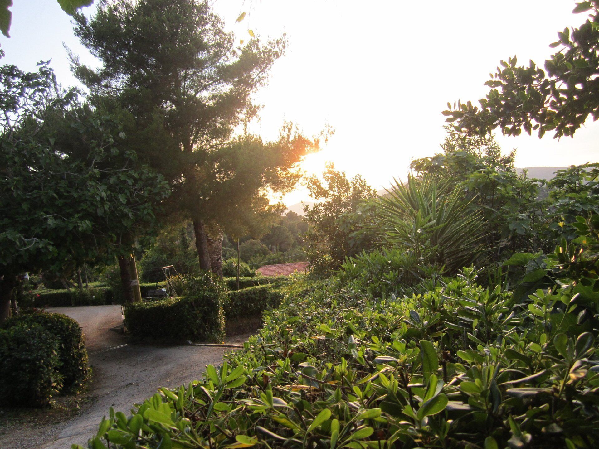 A garden pathway surrounded by lush greenery and trees.