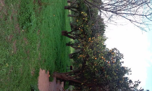 Un área verde con árboles frutales, un camino pavimentado y una estructura metálica.