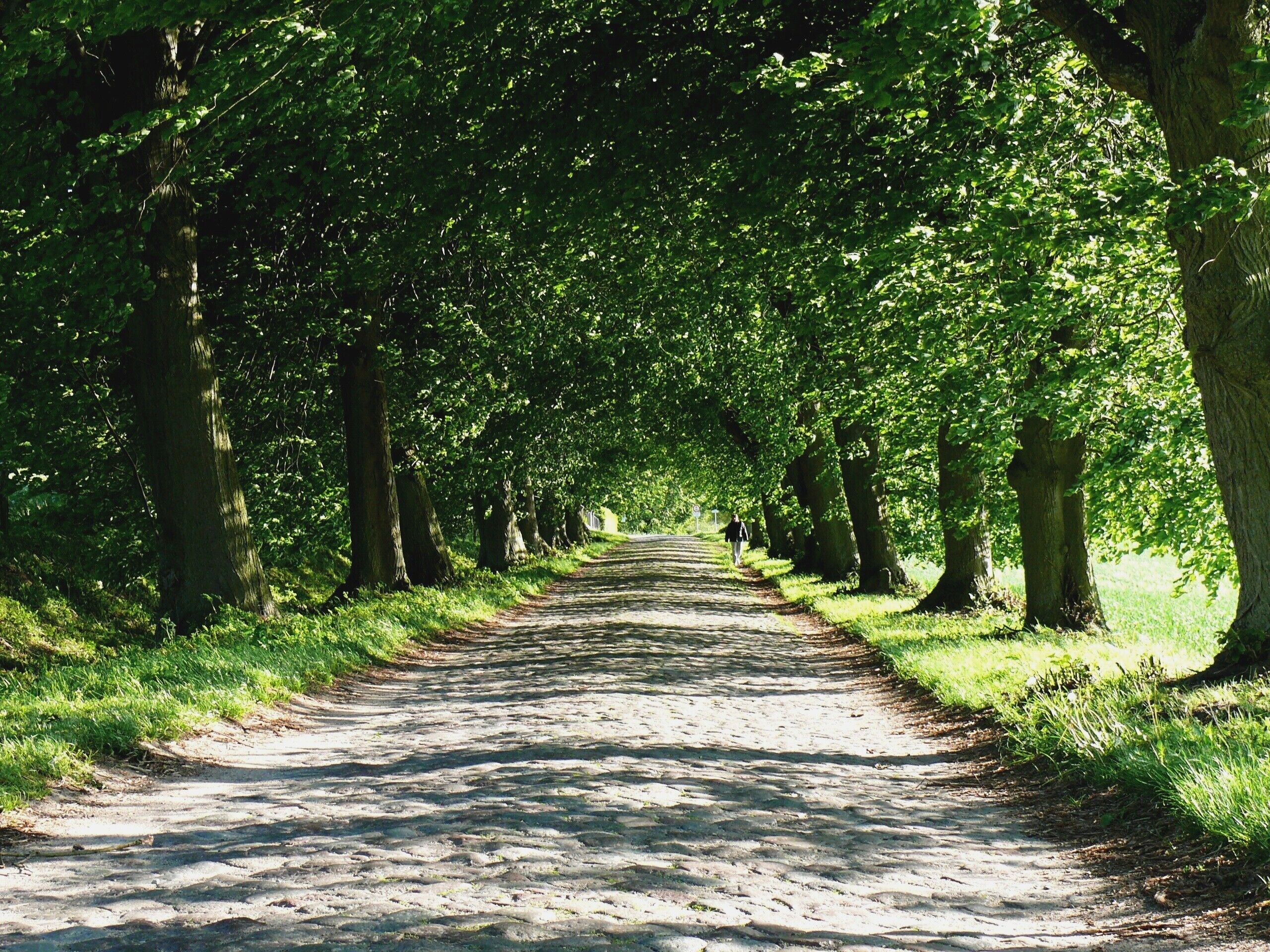 A tree-lined path with a gravel surface.