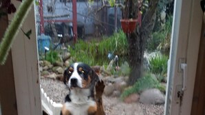 Un chien, debout sur ses pattes arrière devant une porte vitrée, avec un jardin visible à l’extérieur.