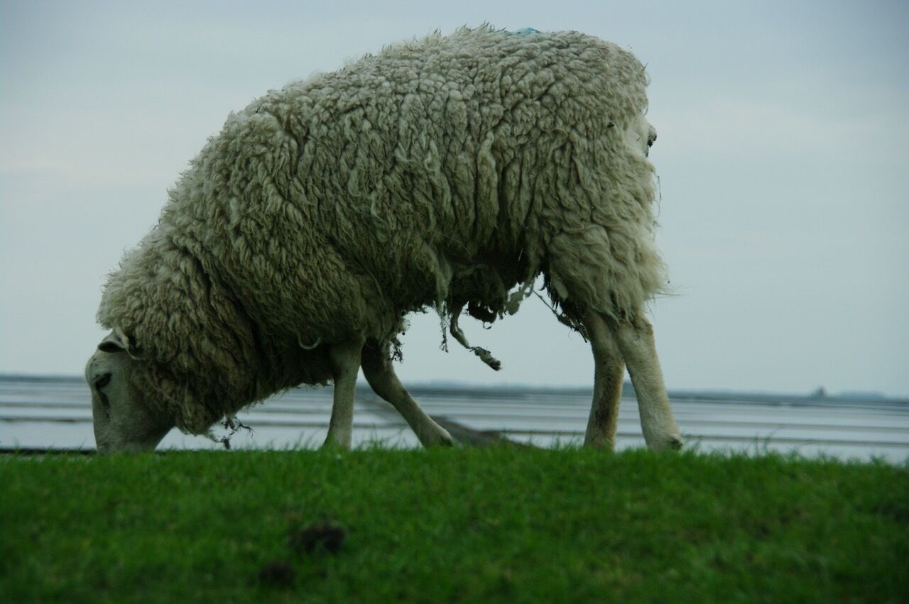 A sheep grazing on grass near a body of water.