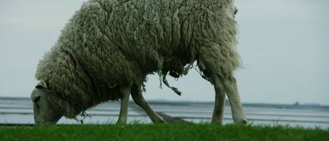 A sheep grazing on grass near a body of water.