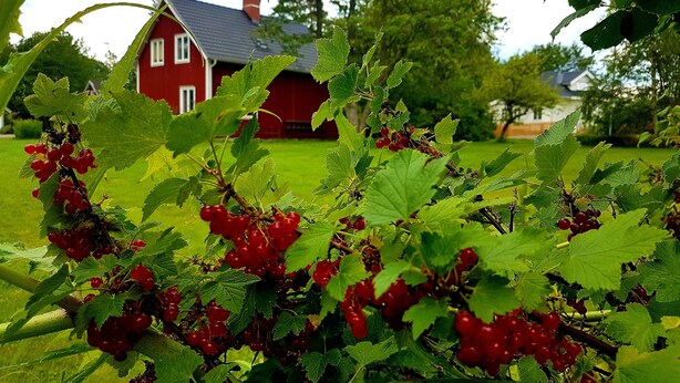 Una casa roja con techo oscuro y una ventana blanca, rodeada de árboles y césped verdes.