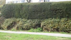 Un edificio blanco con techo de tejas, un árbol grande en frente y un seto cuidado a lo largo de la carretera.