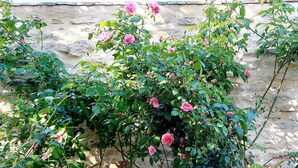 En trädgård med blommande, rosa rosor mot en stenmur.