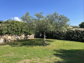 Un arbre se dresse dans une zone herbeuse, avec un mur de pierres et une haie en arrière-plan.