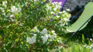 Un jardín con flores blancas y un muro de piedra.