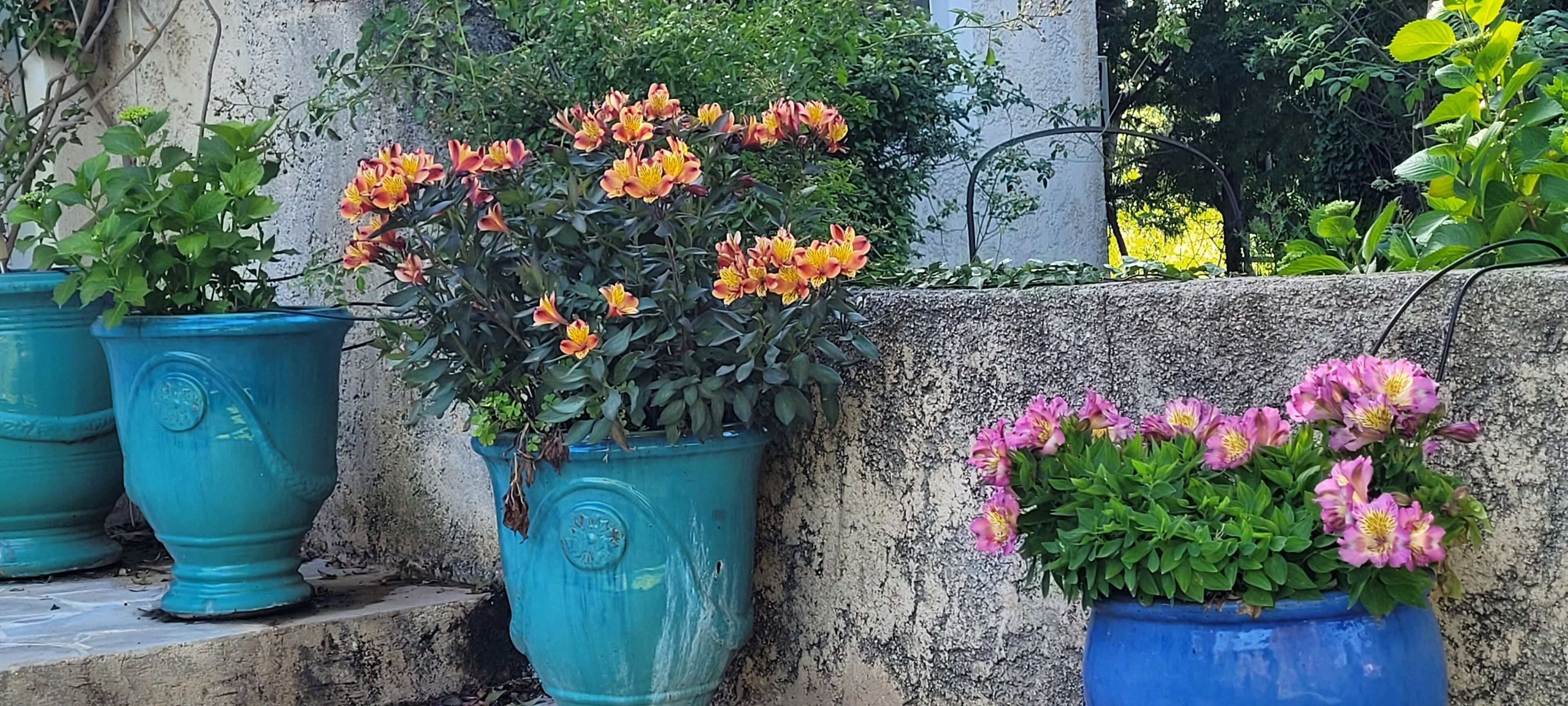 Potted plants with flowers in a garden setting.