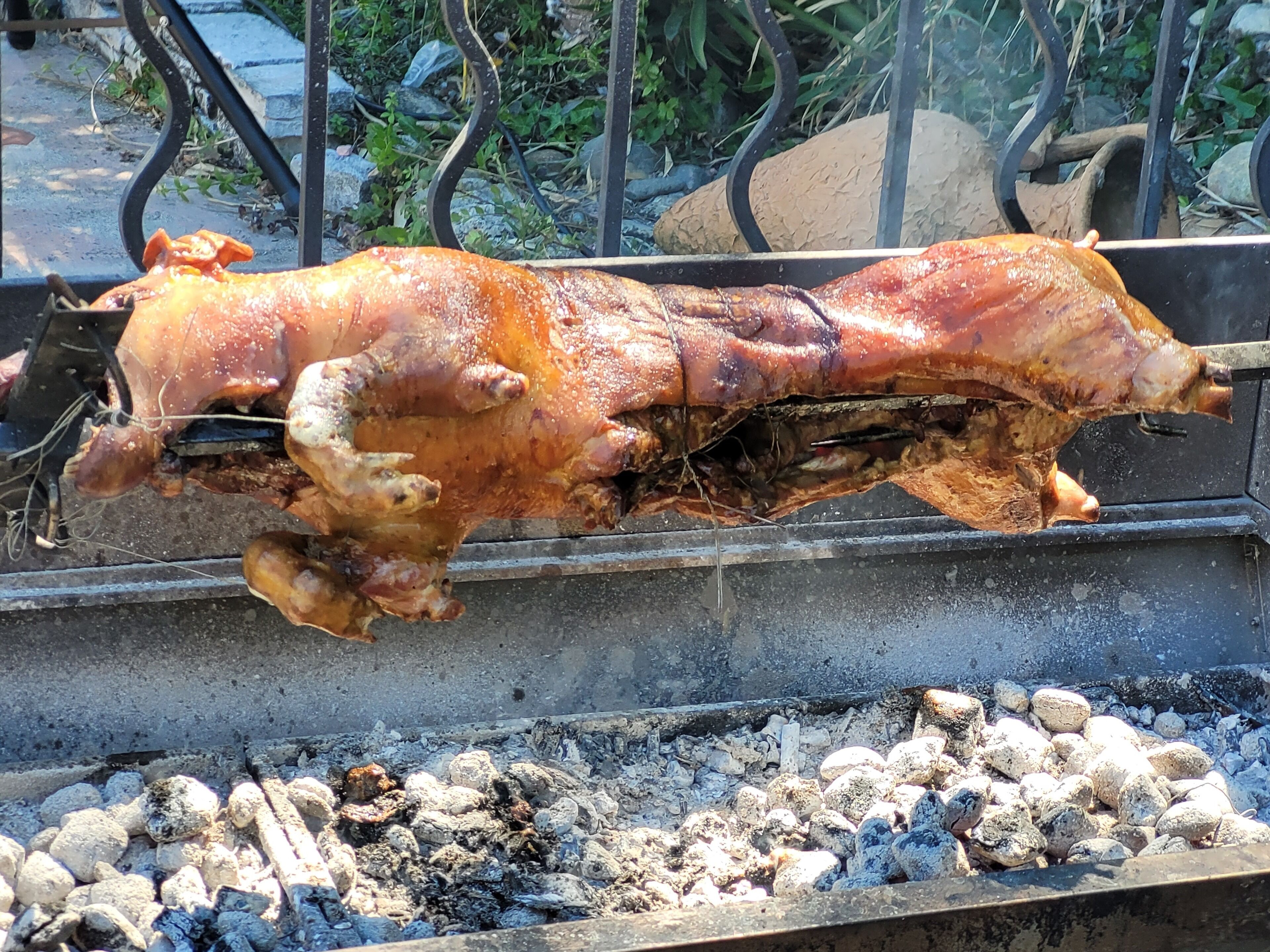 A whole roasted pig on a spit over charcoal.
