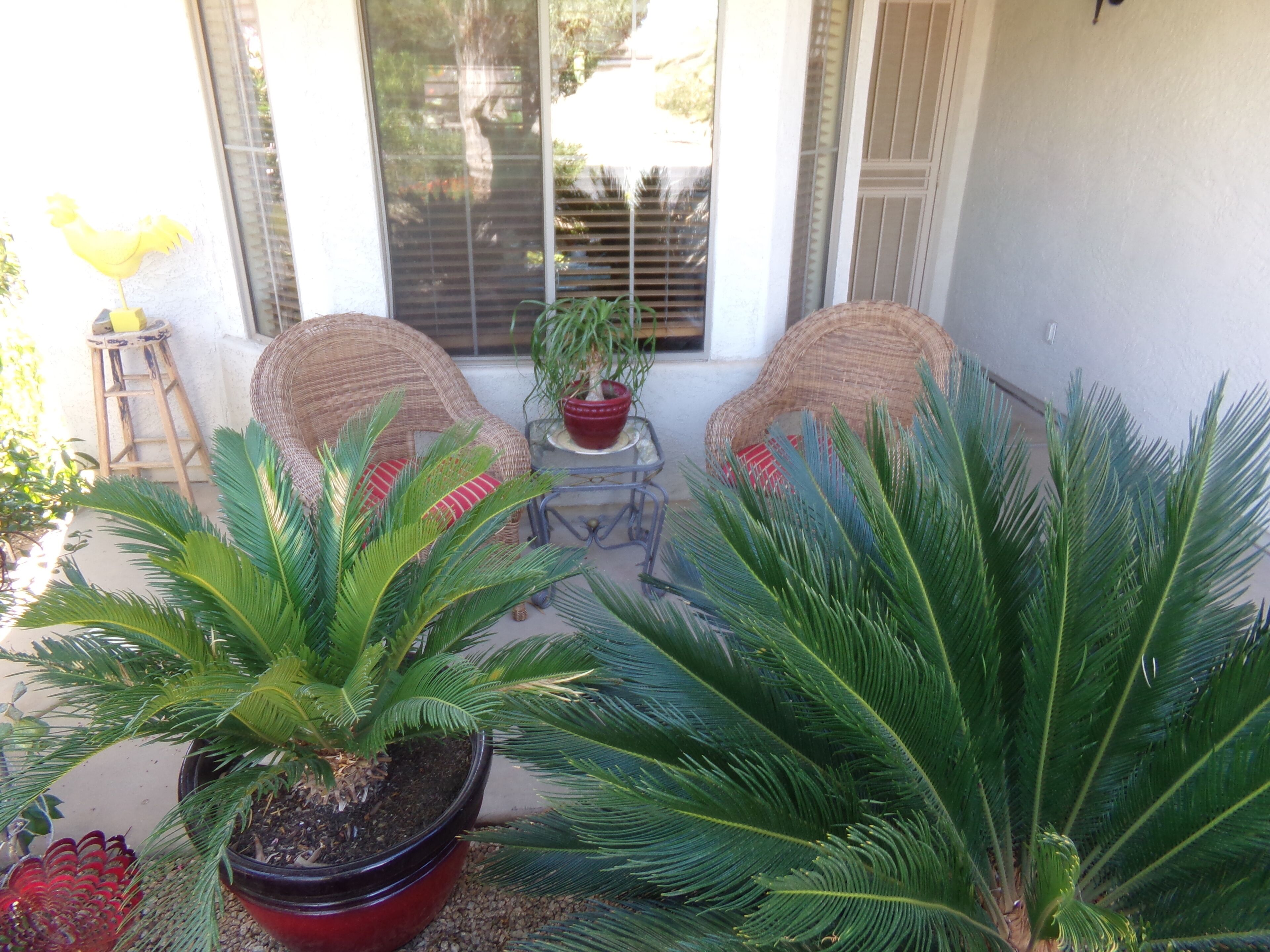 A patio with two wicker chairs, a small table, and two potted plants.