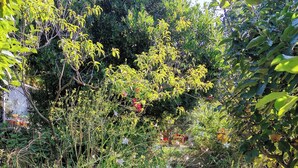 Ein gepflasterter Weg, umgeben von üppiger Vegetation und unterschiedlichen Pflanzen.