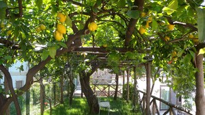 Un jardín con limoneros, una pérgola de madera y un banco de metal blanco.