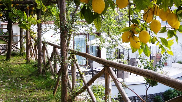 Un jardín con limoneros y una estructura de pérgola de madera.
